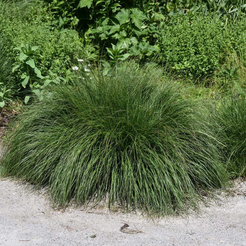 Fountain Grass Piglet