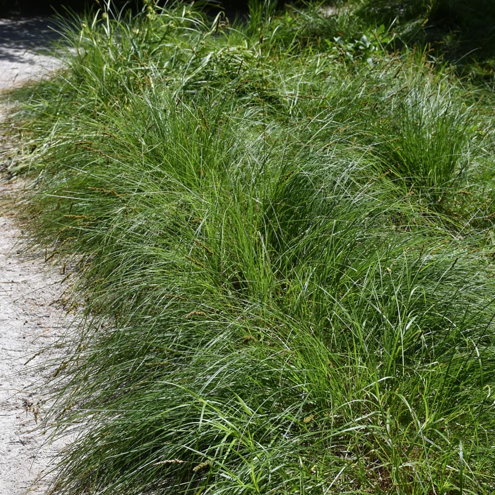 NetPS Plant Finder (www.netpsplantfinder.com)