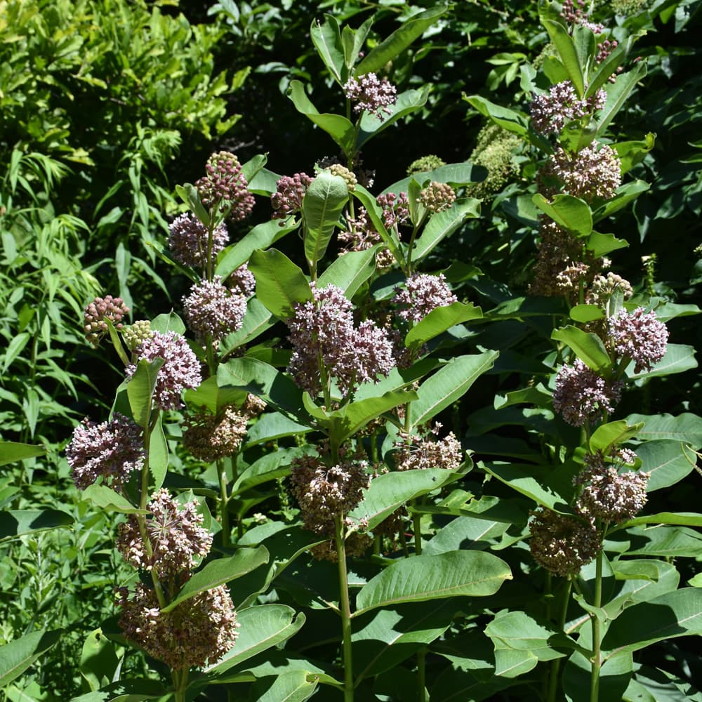 NetPS Plant Finder (www.netpsplantfinder.com)