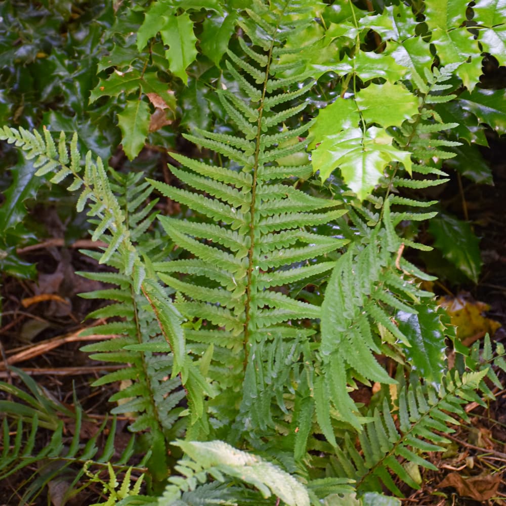 NetPS Plant Finder (www.netpsplantfinder.com)