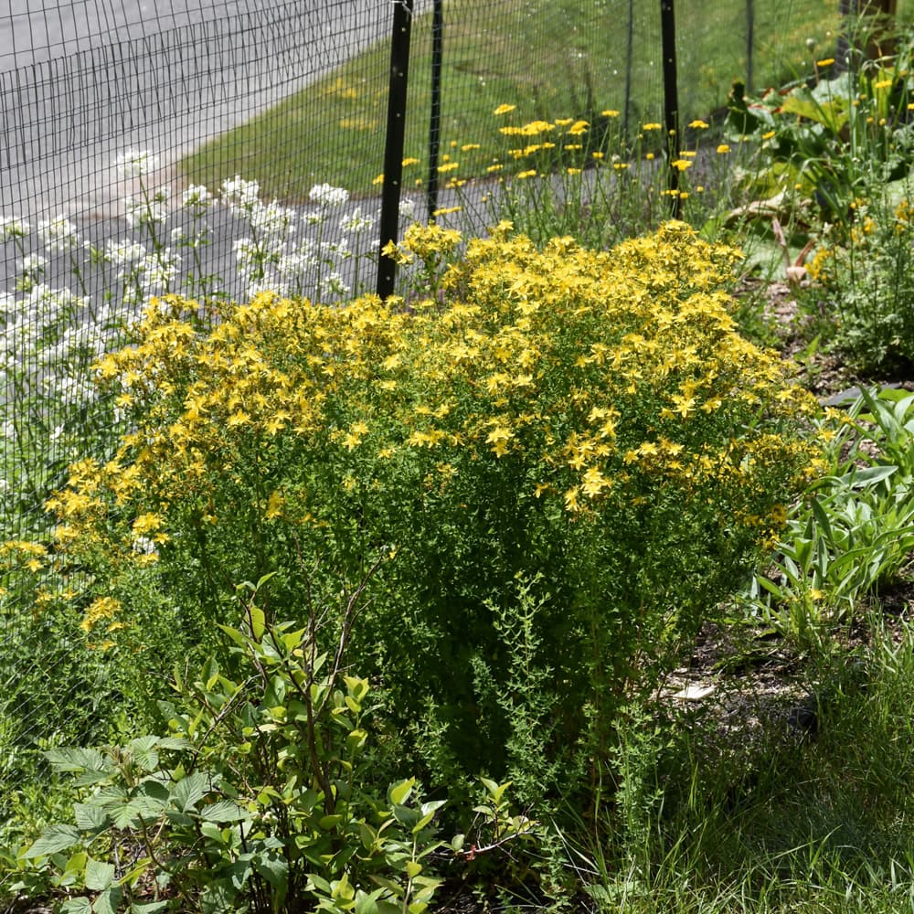 NetPS Plant Finder (www.netpsplantfinder.com)