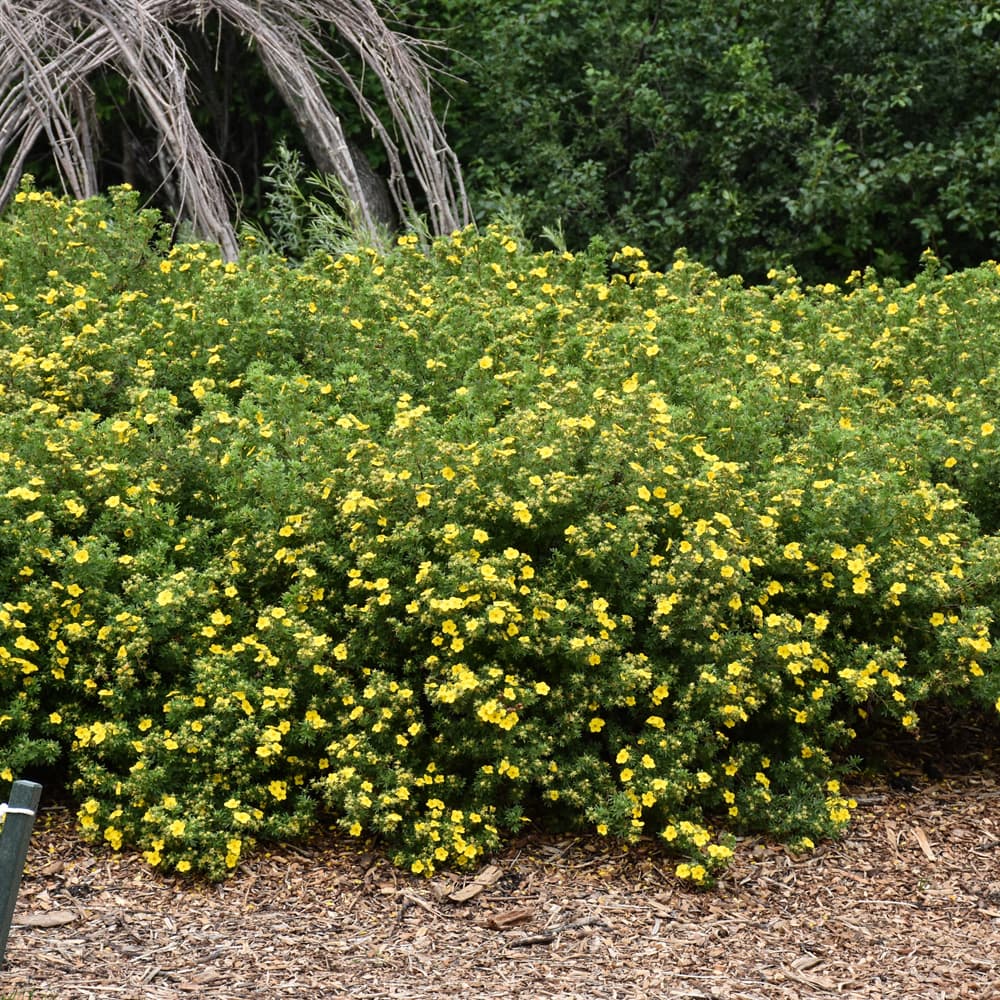 NetPS Plant Finder (www.netpsplantfinder.com)