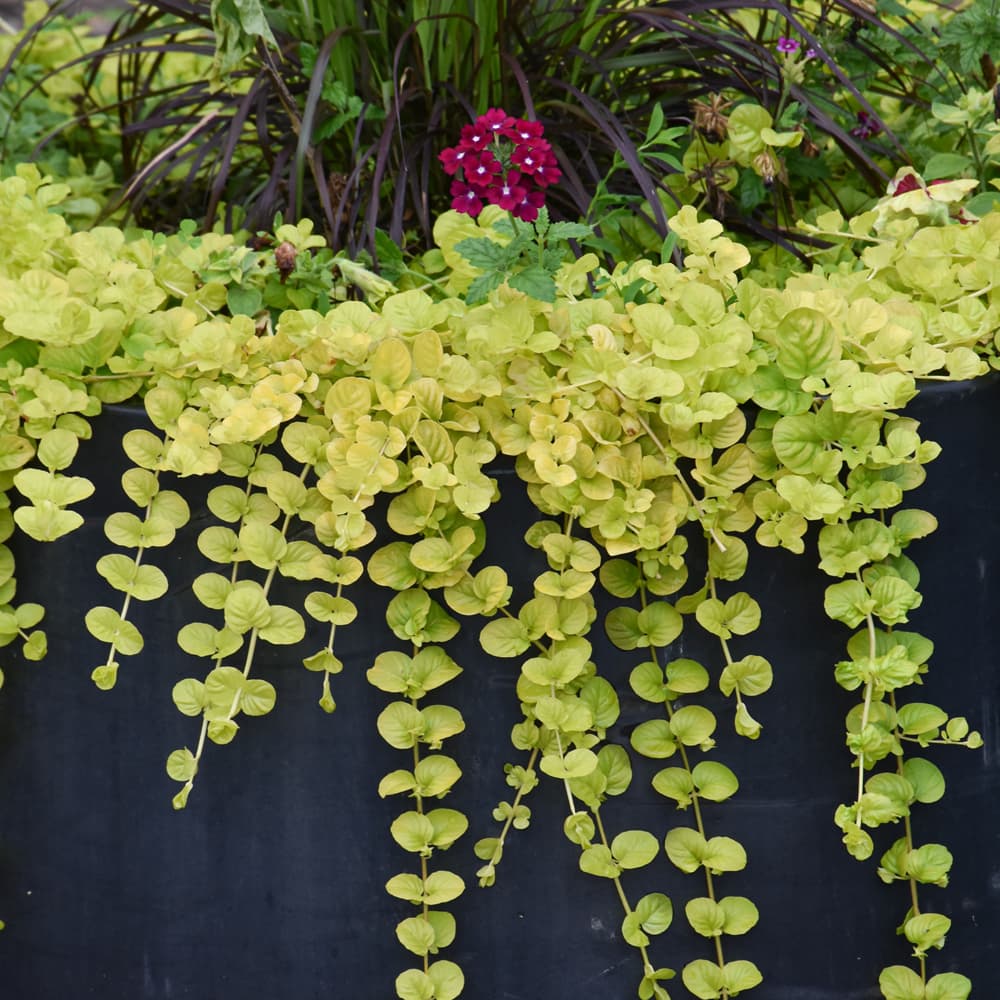 NetPS Plant Finder (www.netpsplantfinder.com)