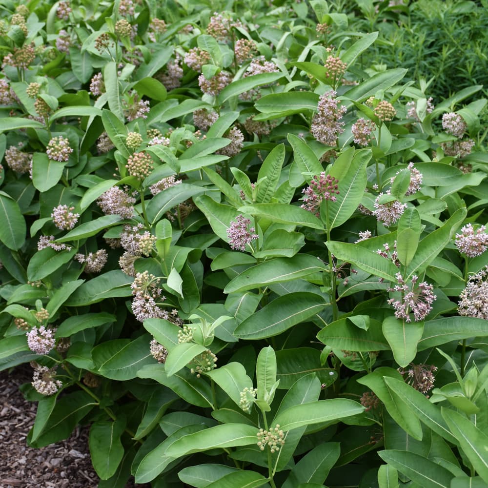 NetPS Plant Finder (www.netpsplantfinder.com)