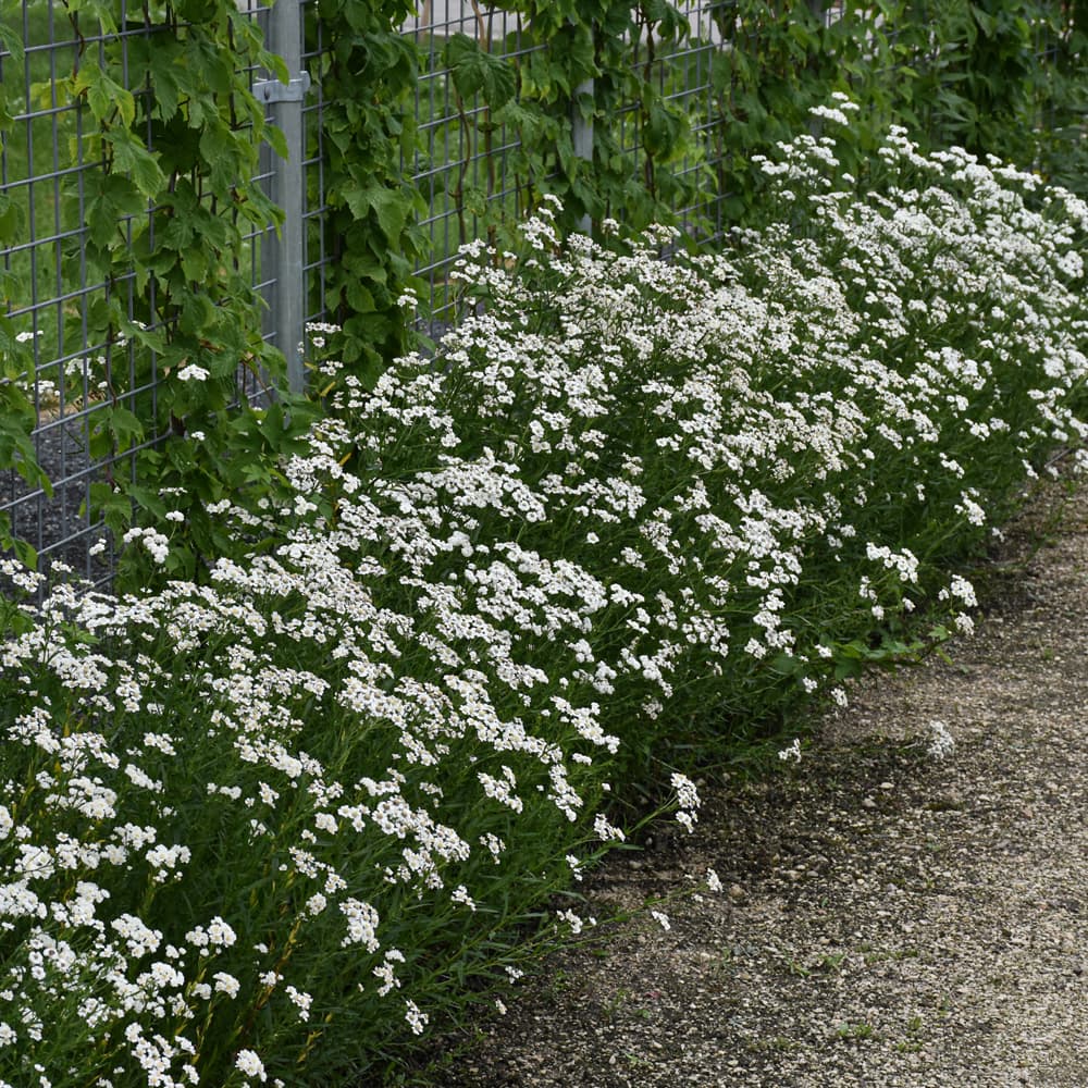 NetPS Plant Finder (www.netpsplantfinder.com)