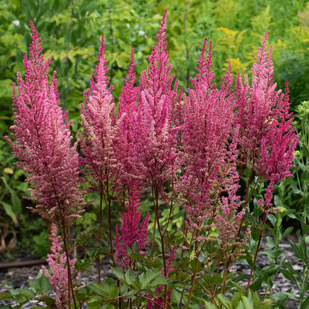 Astilbe Chocolate Cherry