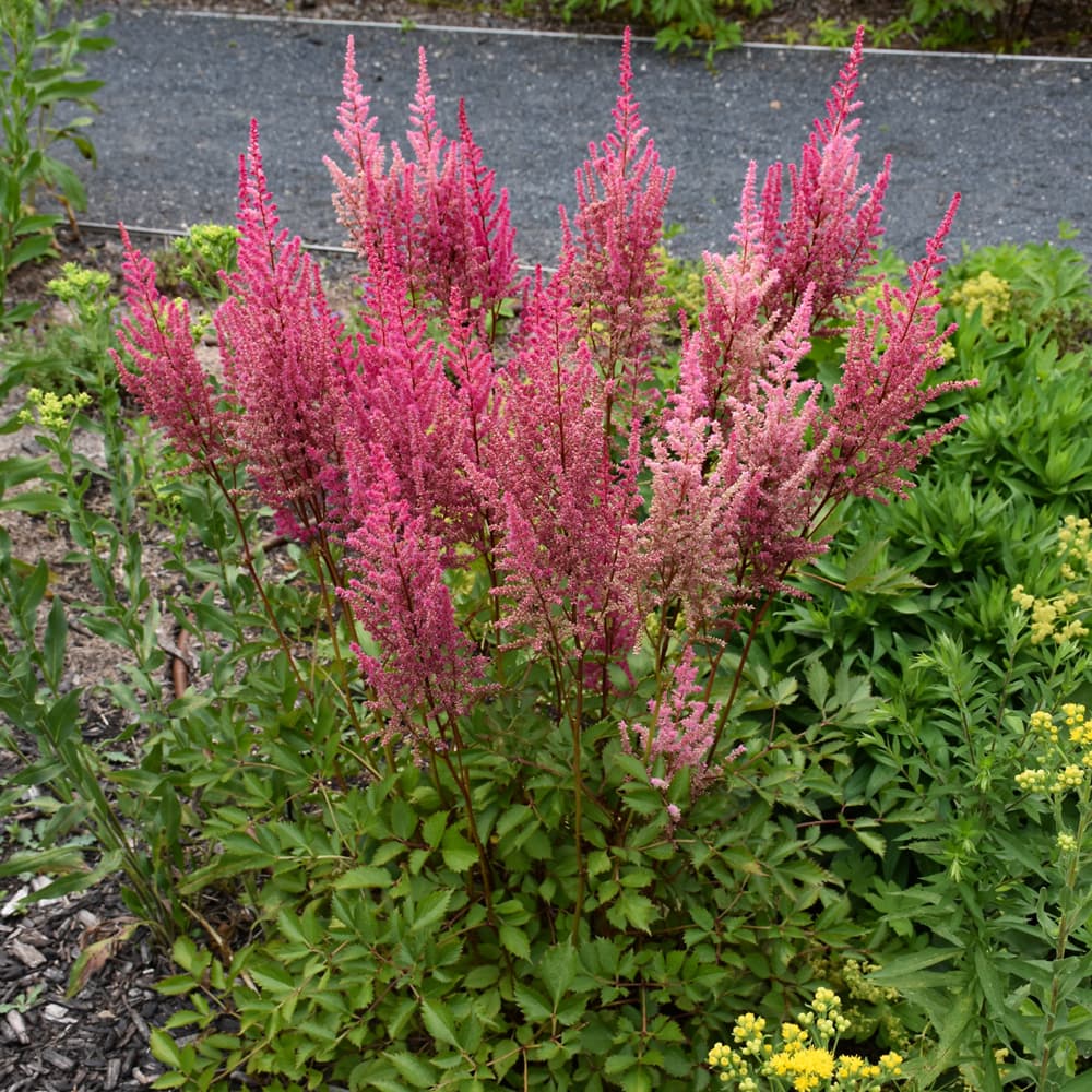 NetPS Plant Finder (www.netpsplantfinder.com)