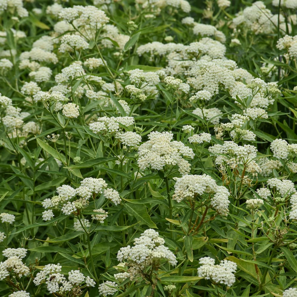 NetPS Plant Finder (www.netpsplantfinder.com)