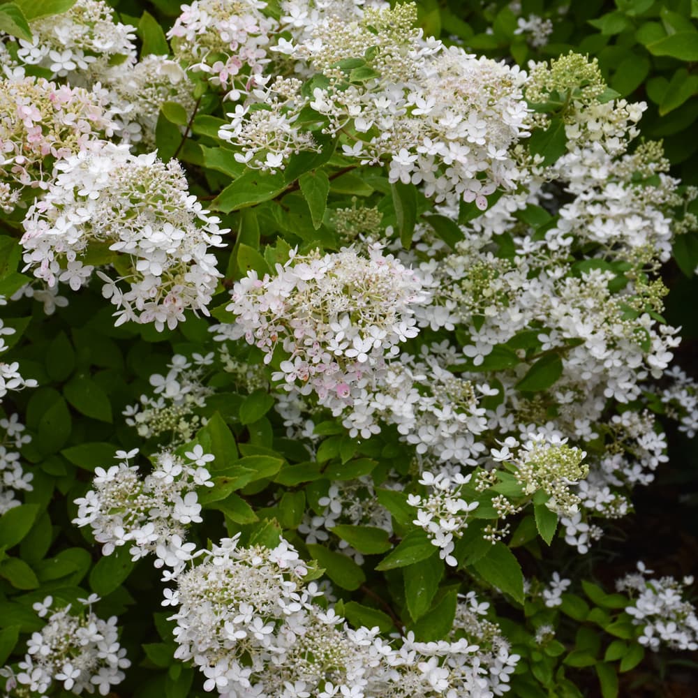 NetPS Plant Finder (www.netpsplantfinder.com)