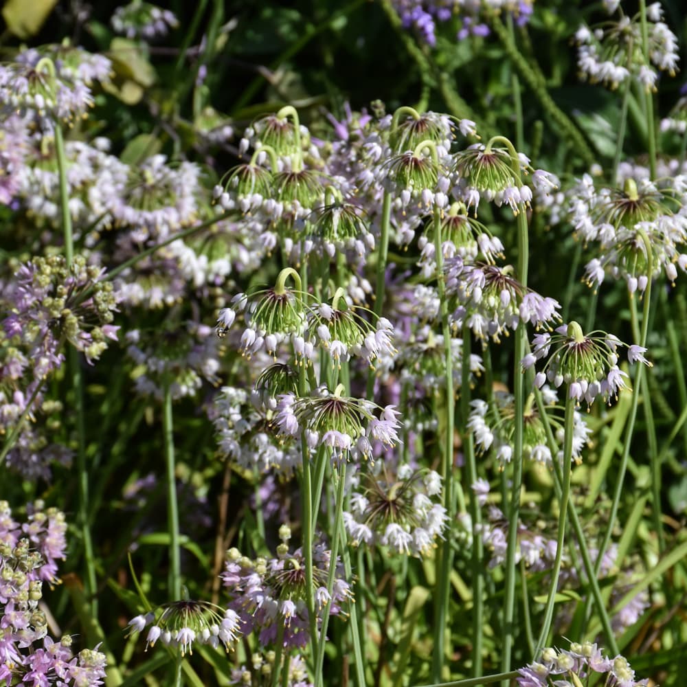 NetPS Plant Finder (www.netpsplantfinder.com)