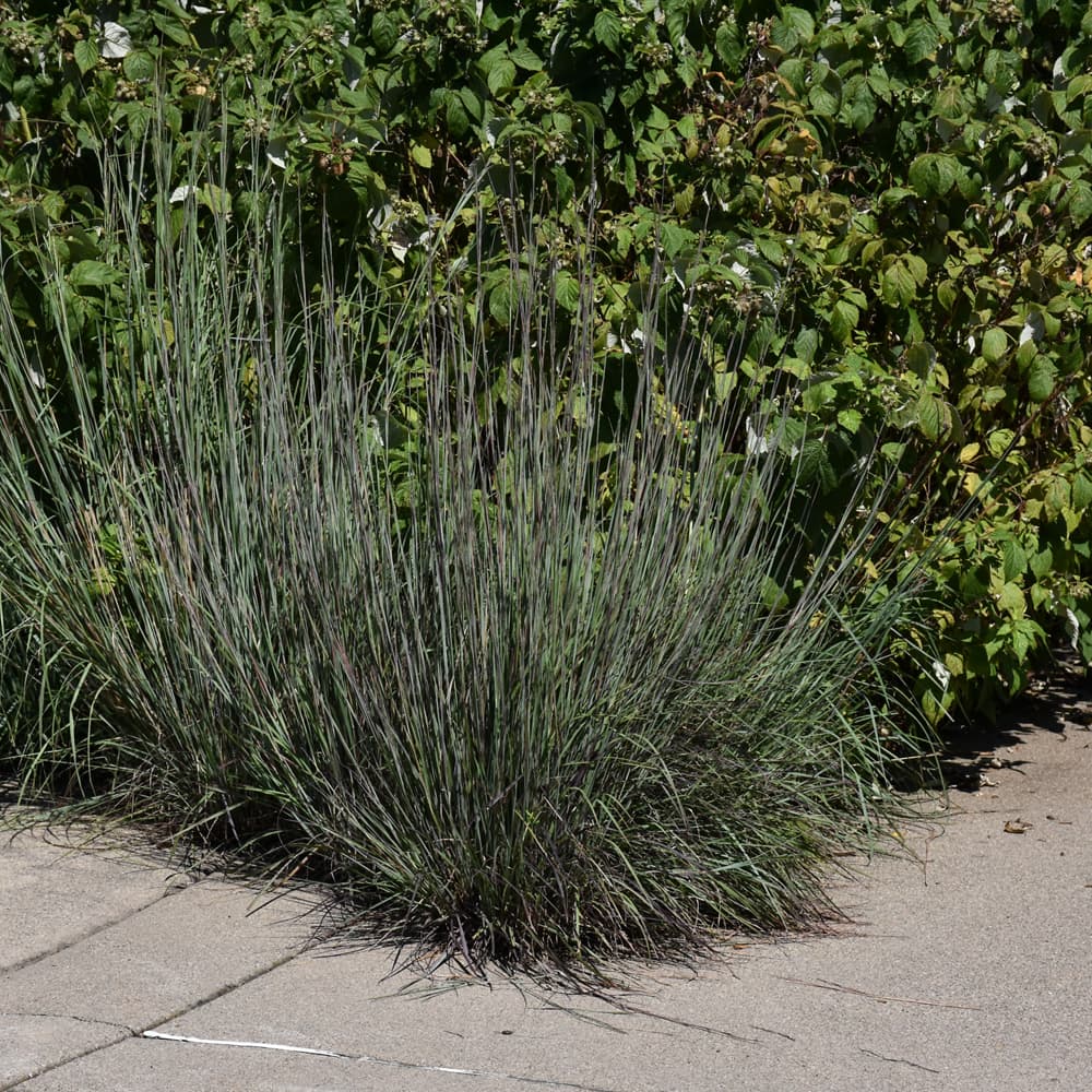 Grass Bluestem Sandhill