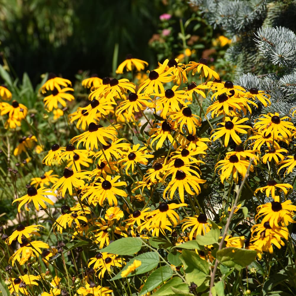 NetPS Plant Finder (www.netpsplantfinder.com)