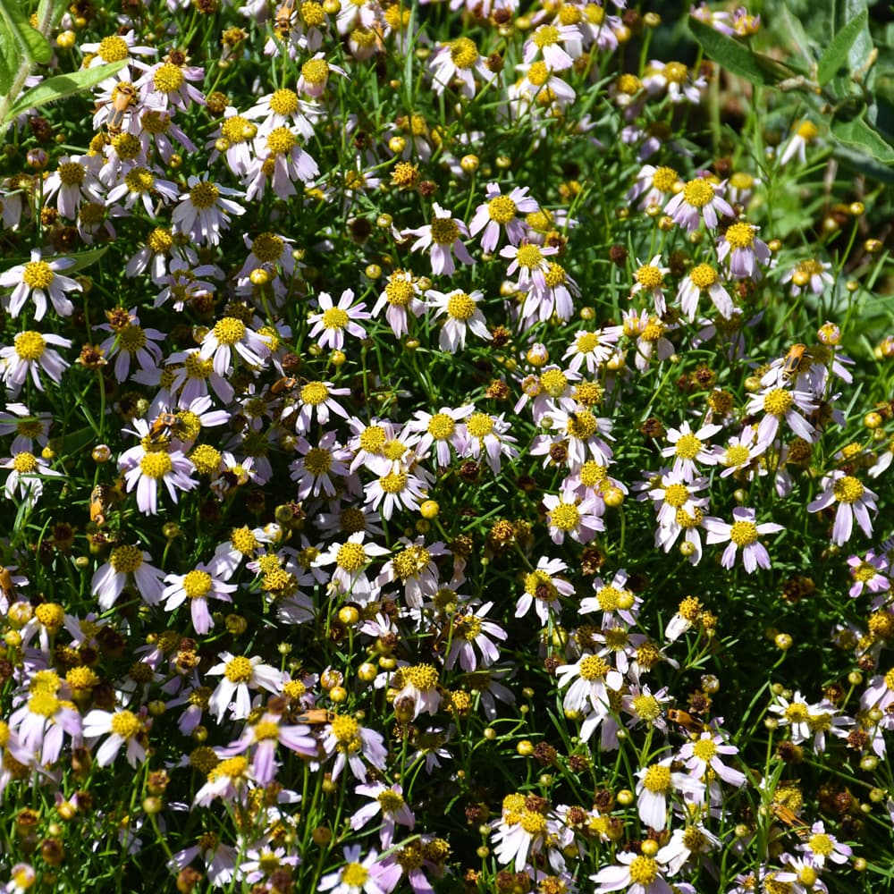 NetPS Plant Finder (www.netpsplantfinder.com)