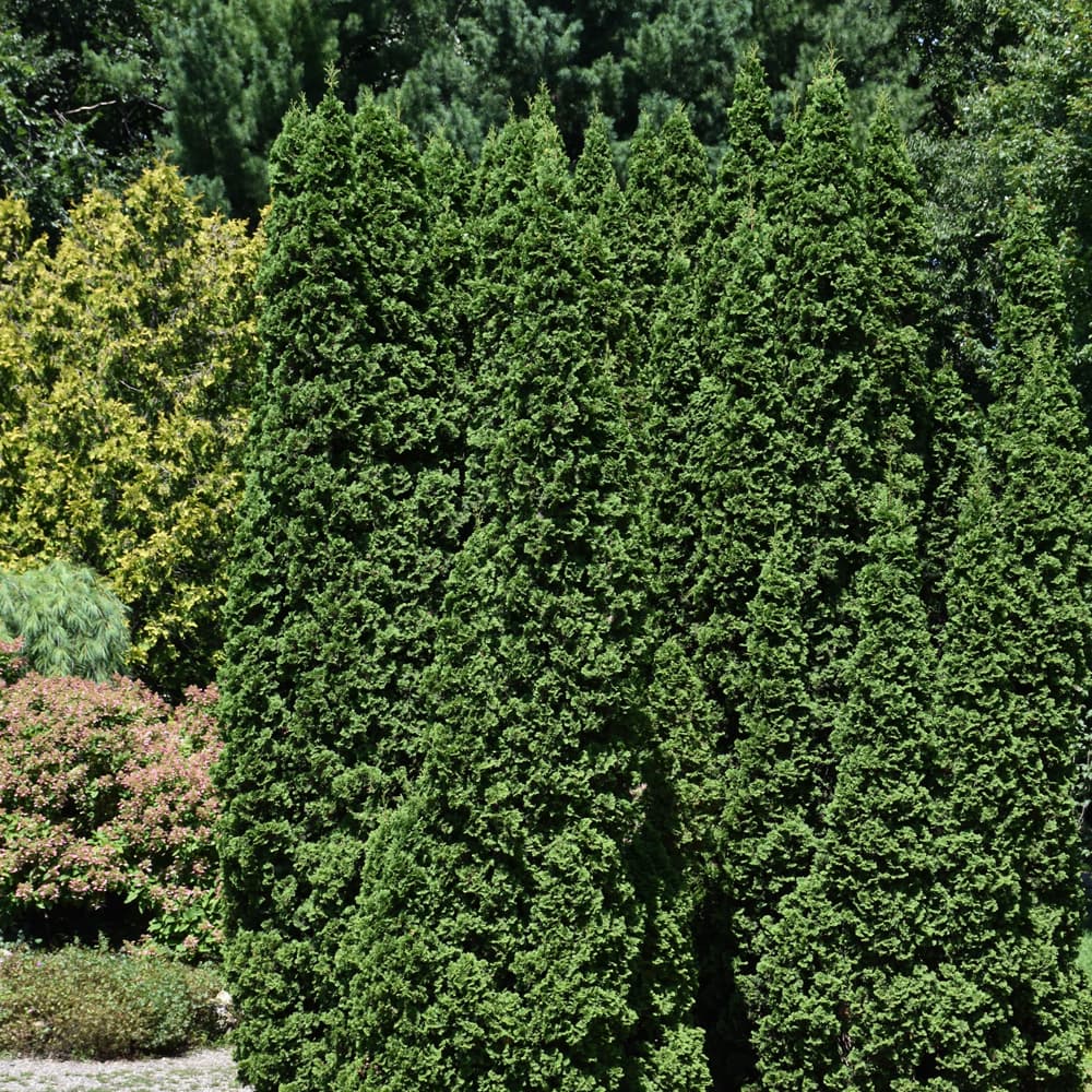 NetPS Plant Finder (www.netpsplantfinder.com)