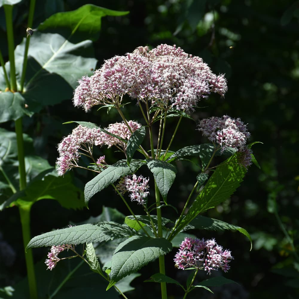 NetPS Plant Finder (www.netpsplantfinder.com)