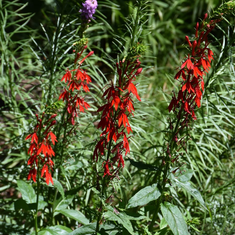 NetPS Plant Finder (www.netpsplantfinder.com)