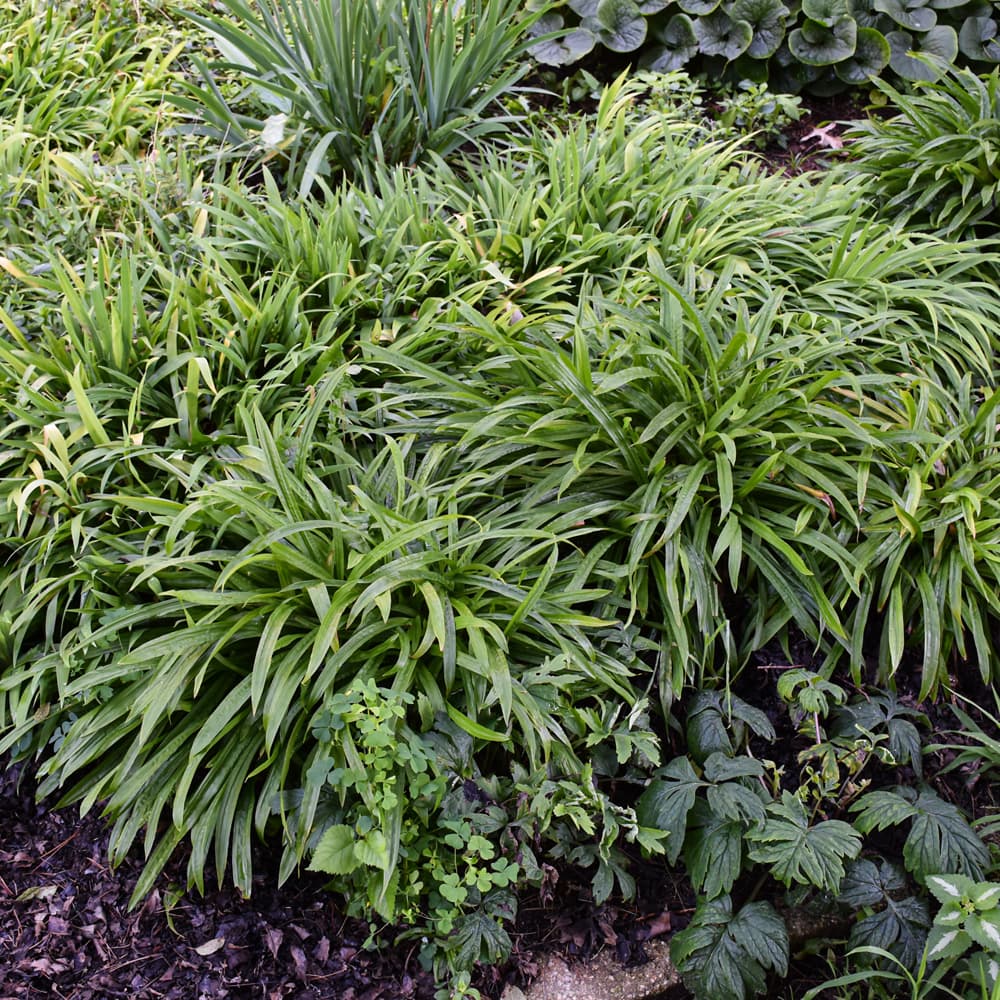 Carex Plantaginea