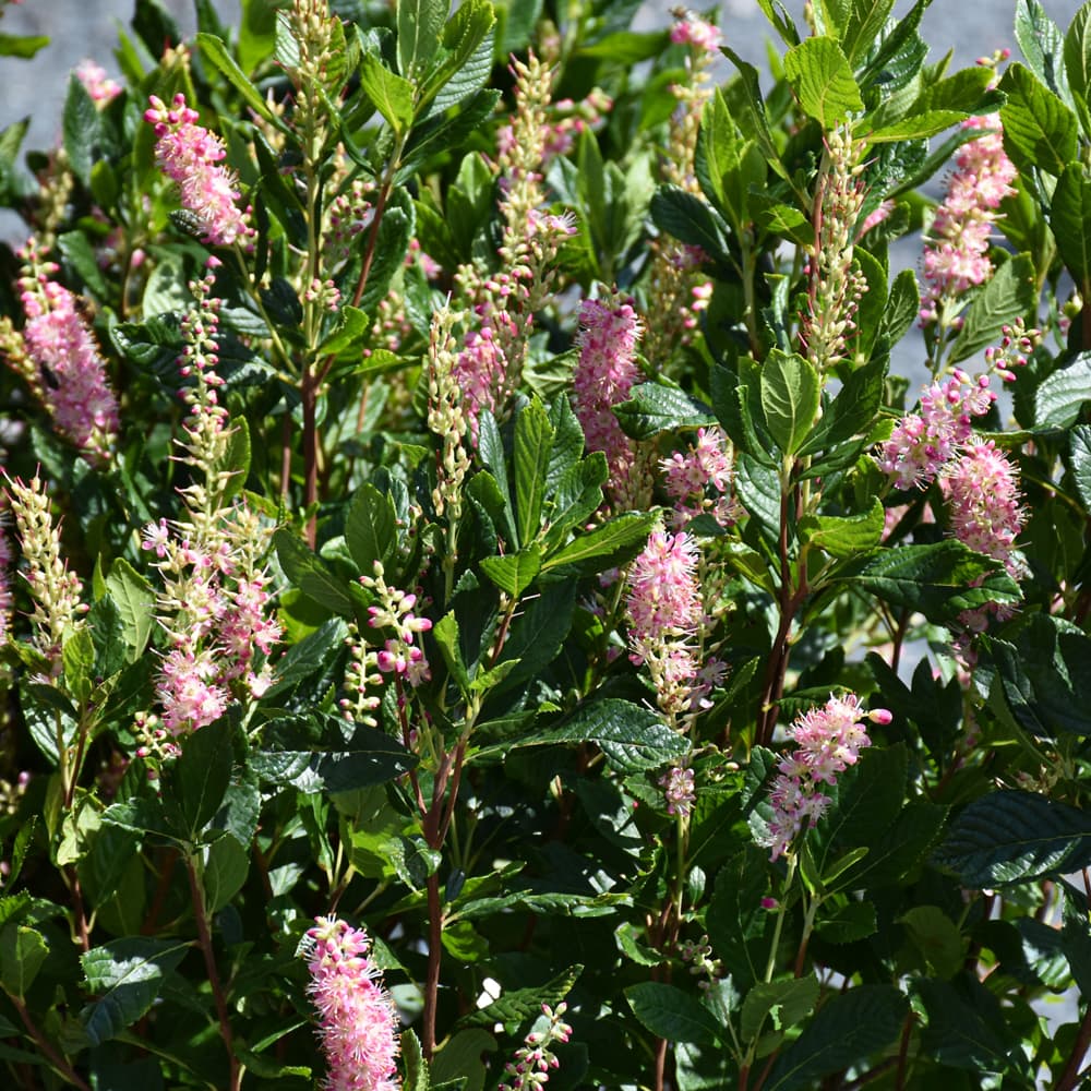 NetPS Plant Finder (www.netpsplantfinder.com)