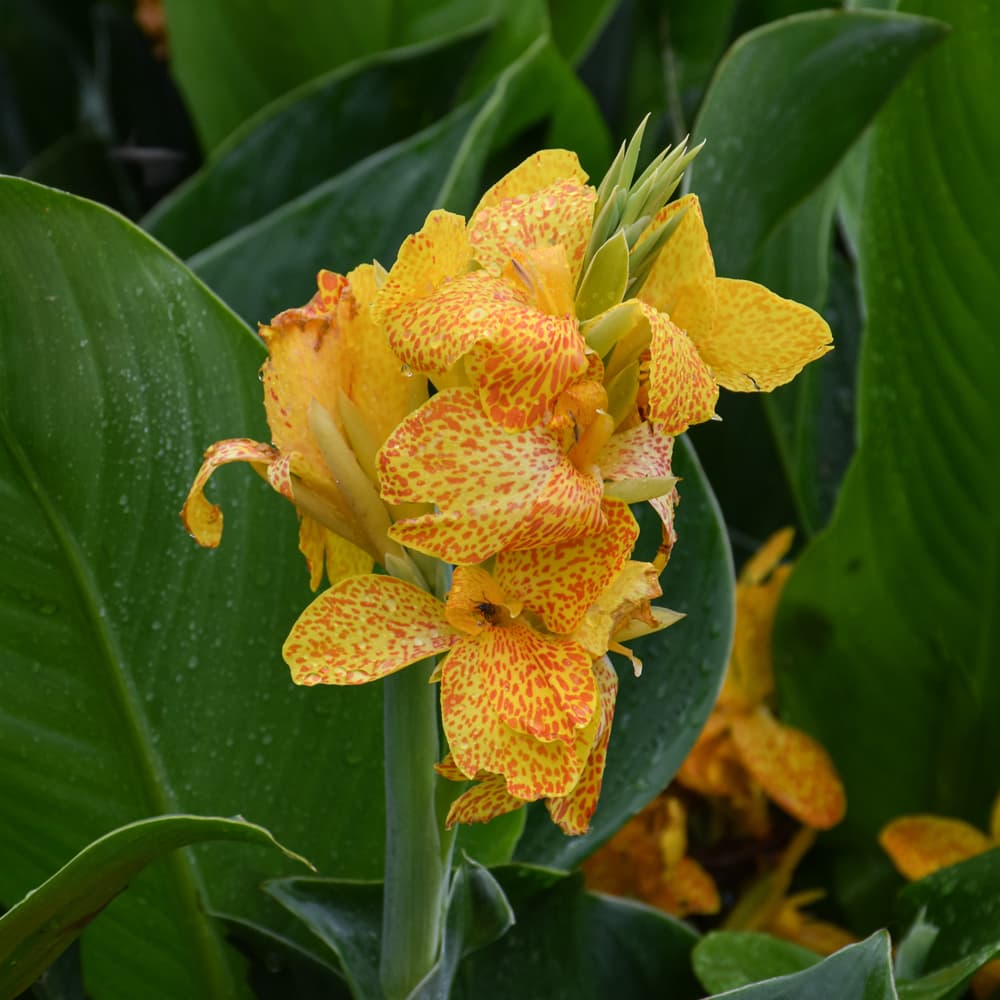 Canna Cannova Gold Leopard