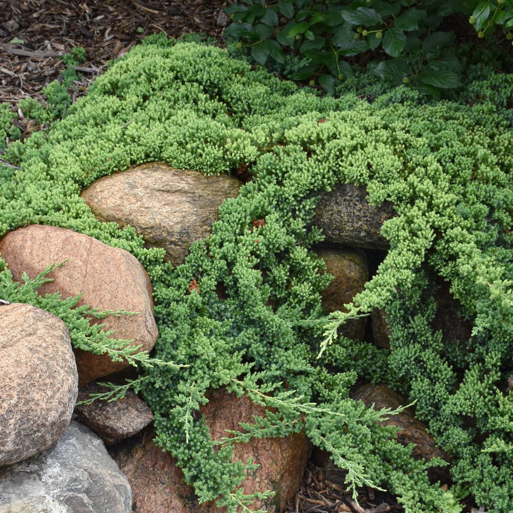 NetPS Plant Finder (www.netpsplantfinder.com)