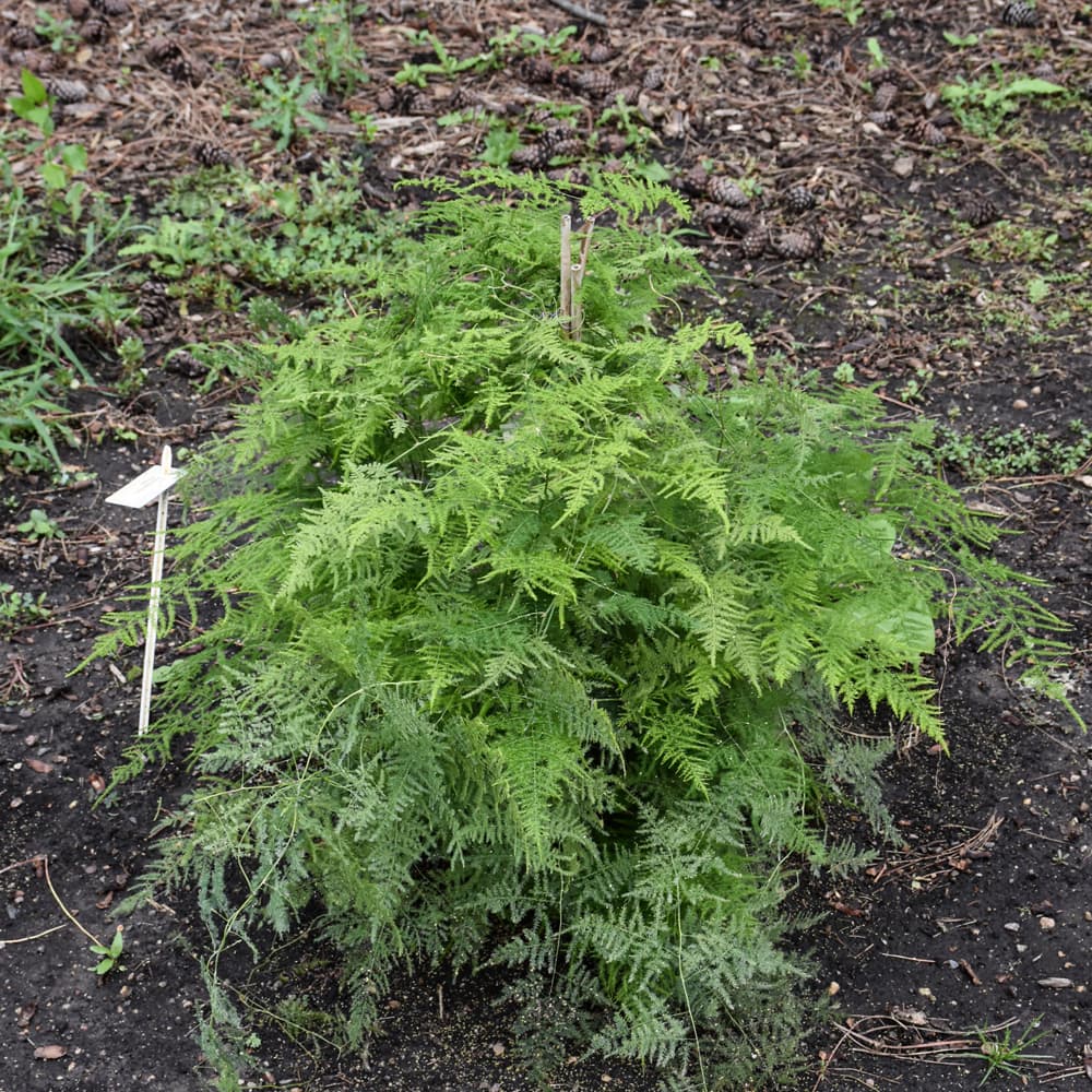 NetPS Plant Finder (www.netpsplantfinder.com)