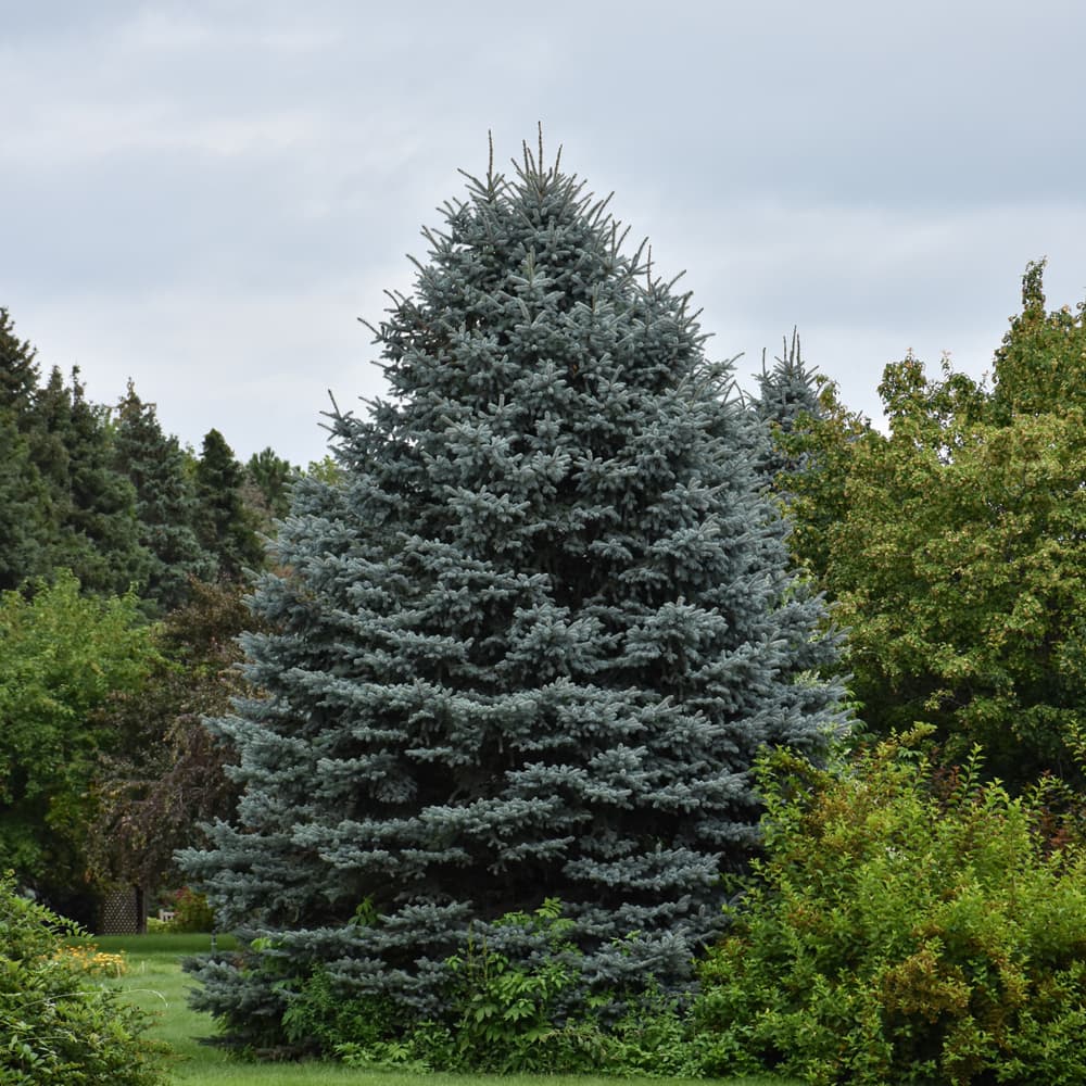 Spruce Fat Albert