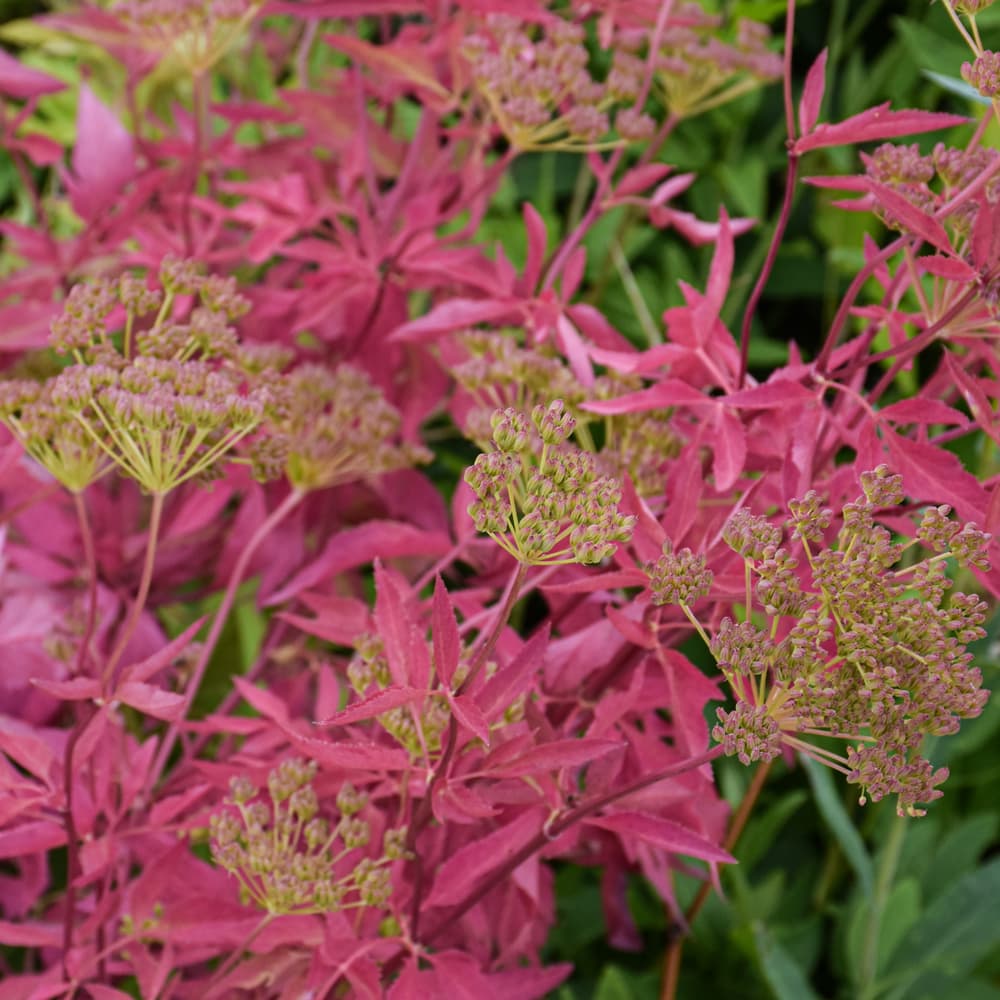 NetPS Plant Finder (www.netpsplantfinder.com)