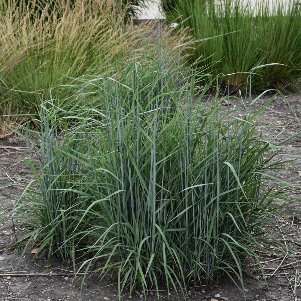 NetPS Plant Finder (www.netpsplantfinder.com)