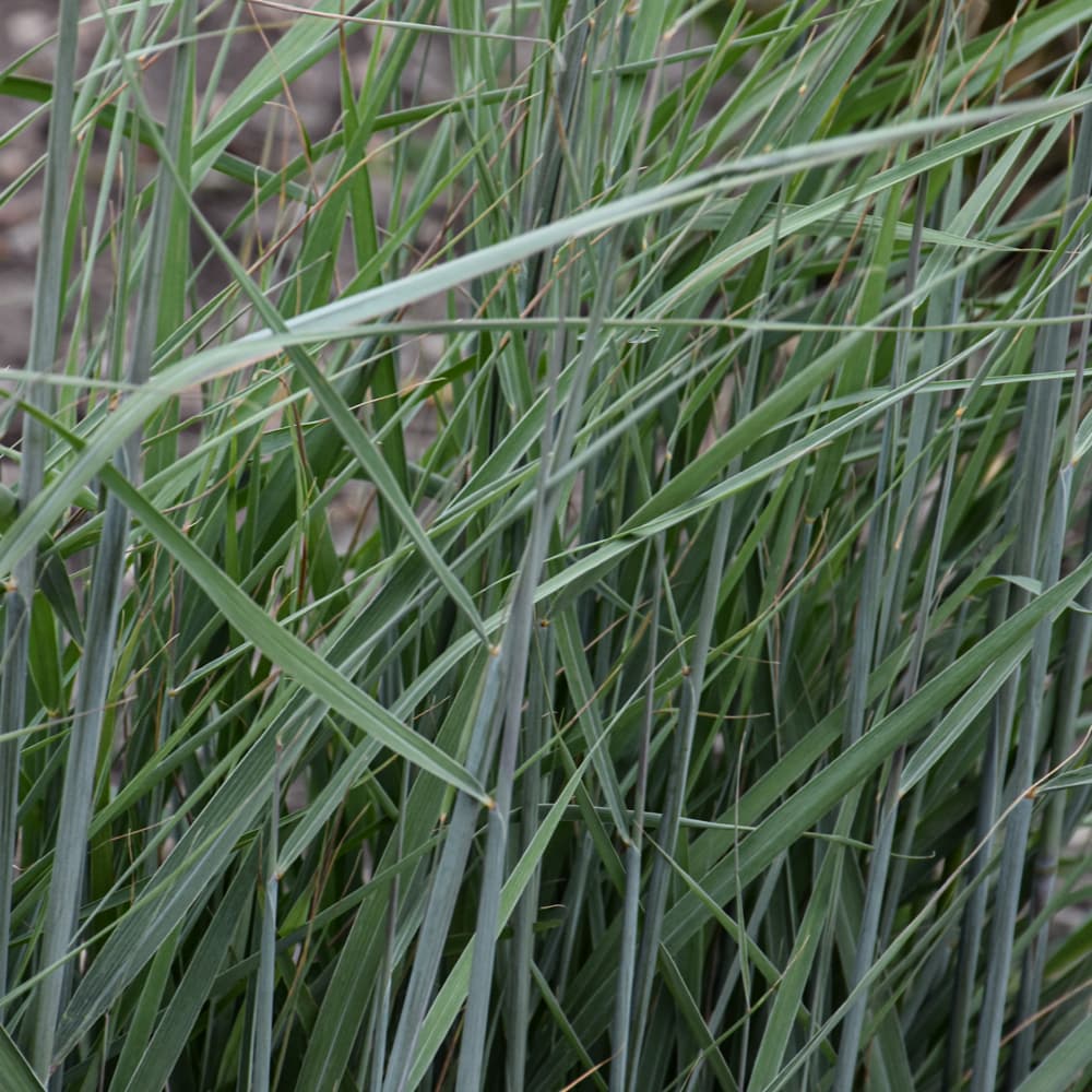 Grass Indian Gold Sunset