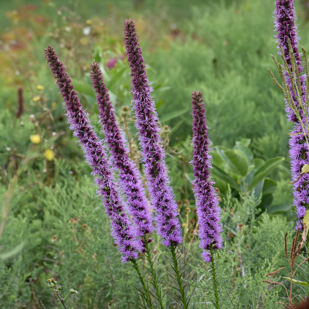 NetPS Plant Finder (www.netpsplantfinder.com)