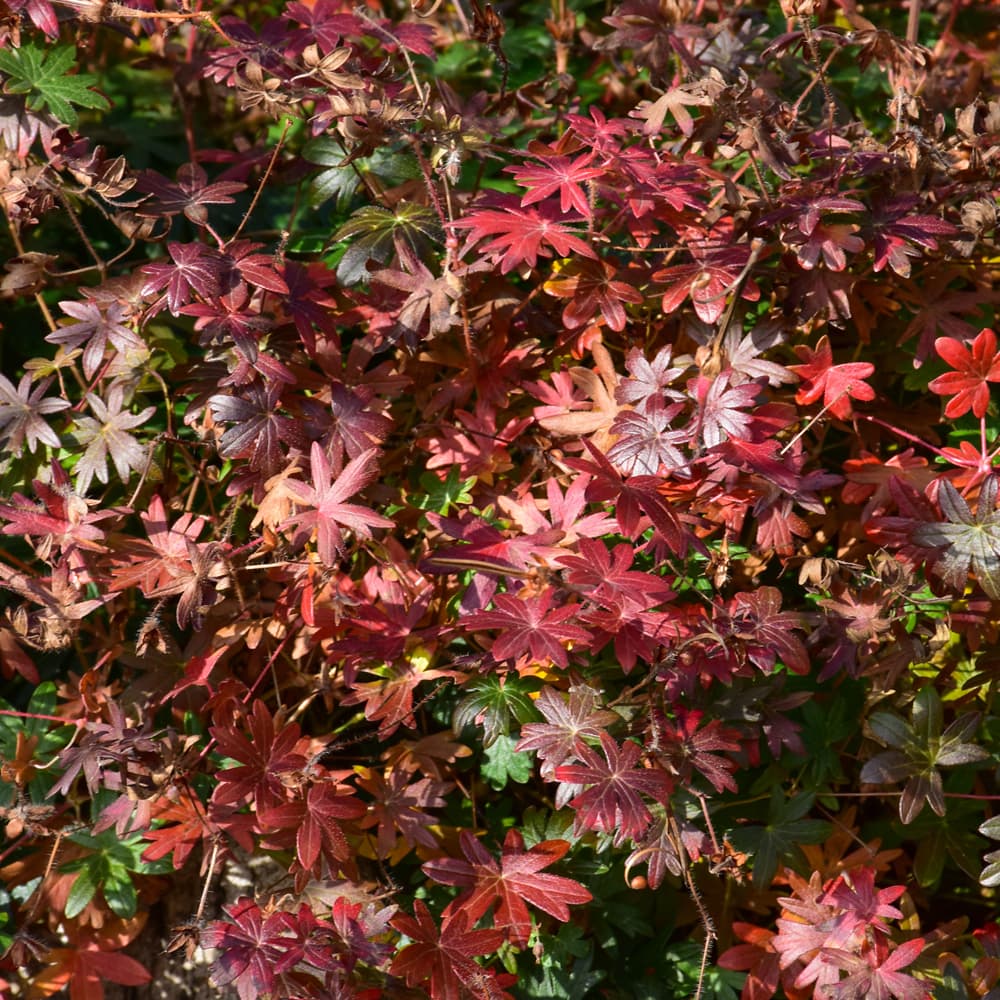 NetPS Plant Finder (www.netpsplantfinder.com)