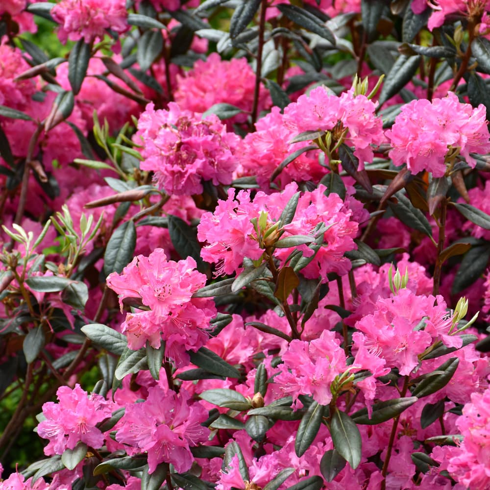 NetPS Plant Finder (www.netpsplantfinder.com)