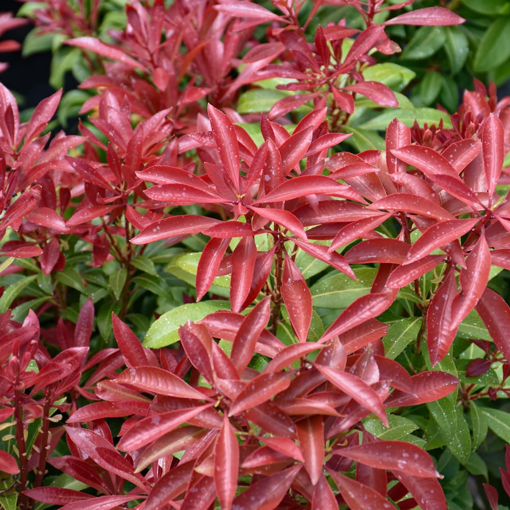 Andromeda Mountain Fire