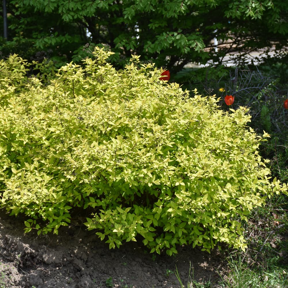 NetPS Plant Finder (www.netpsplantfinder.com)