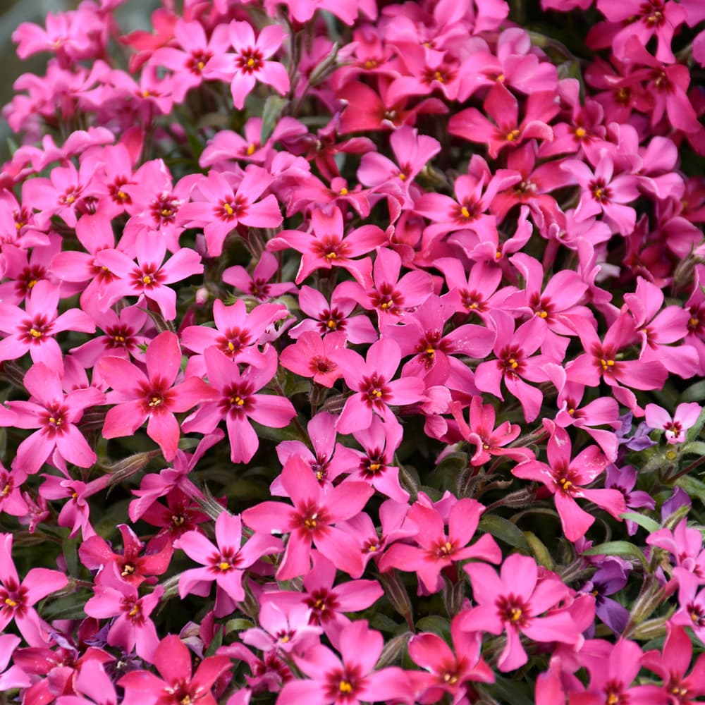 NetPS Plant Finder (www.netpsplantfinder.com)