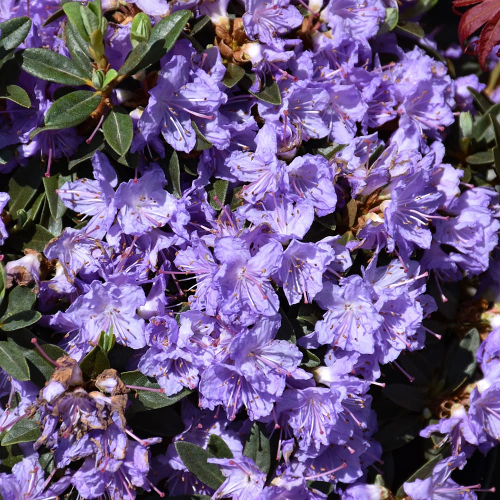 NetPS Plant Finder (www.netpsplantfinder.com)