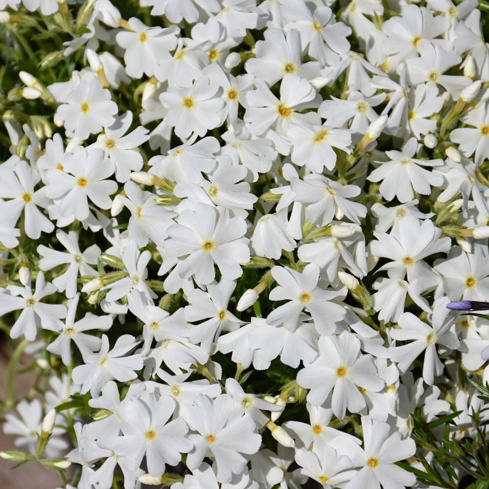 NetPS Plant Finder (www.netpsplantfinder.com)