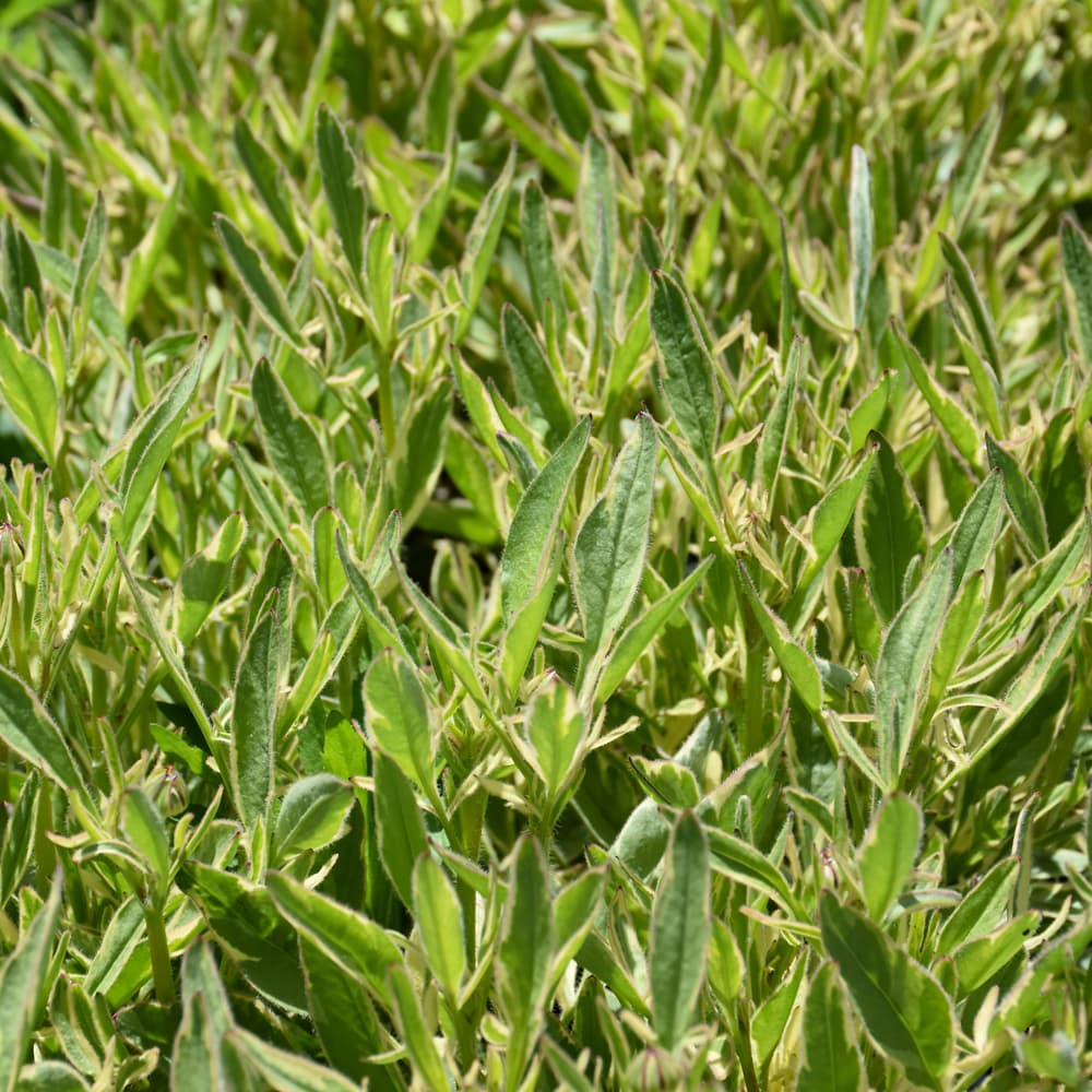 NetPS Plant Finder (www.netpsplantfinder.com)