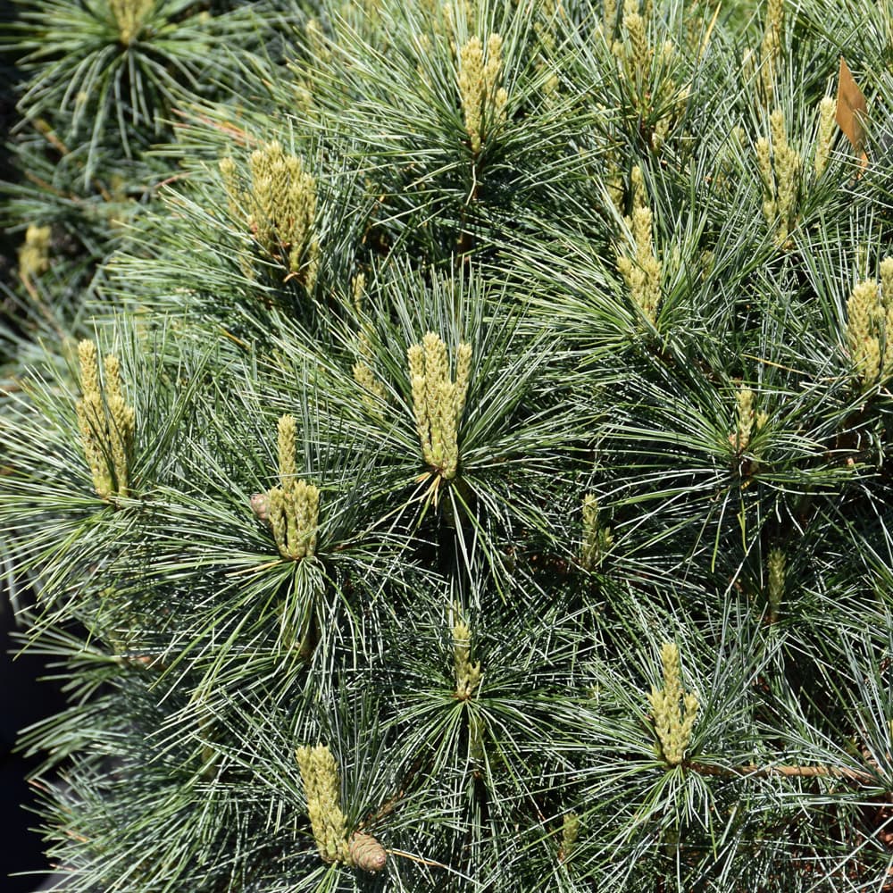 NetPS Plant Finder (www.netpsplantfinder.com)