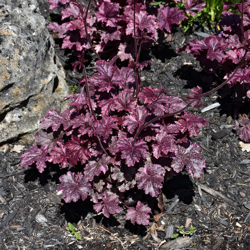 NetPS Plant Finder (www.netpsplantfinder.com)