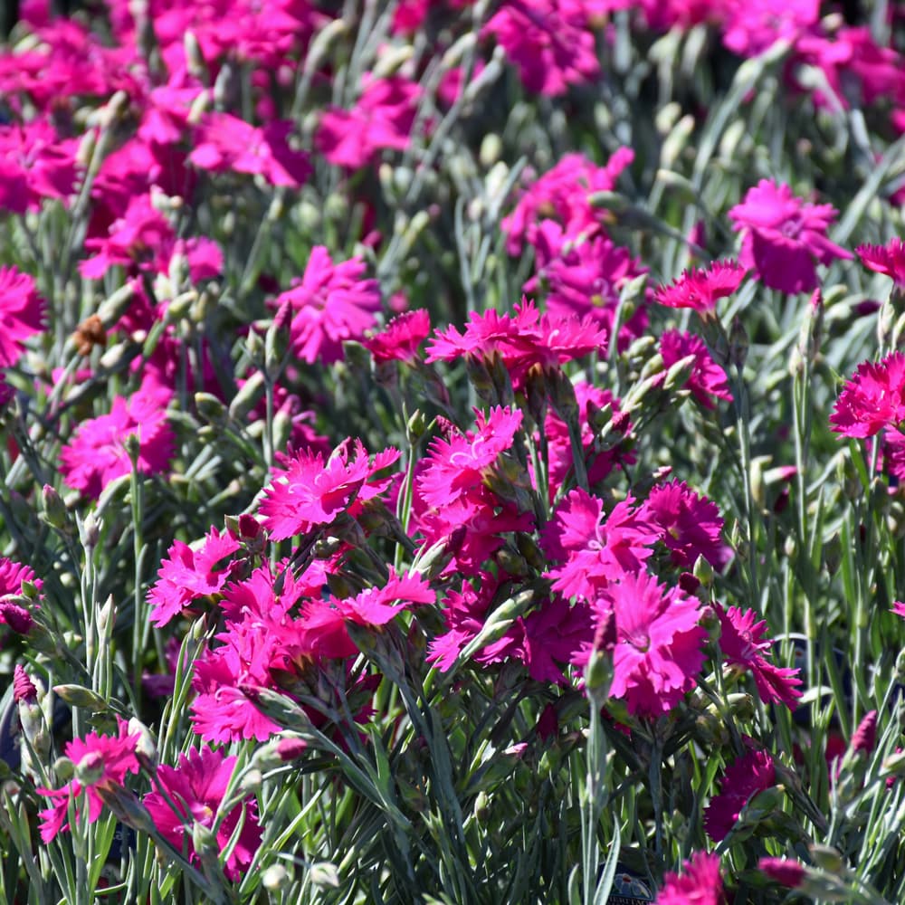 NetPS Plant Finder (www.netpsplantfinder.com)