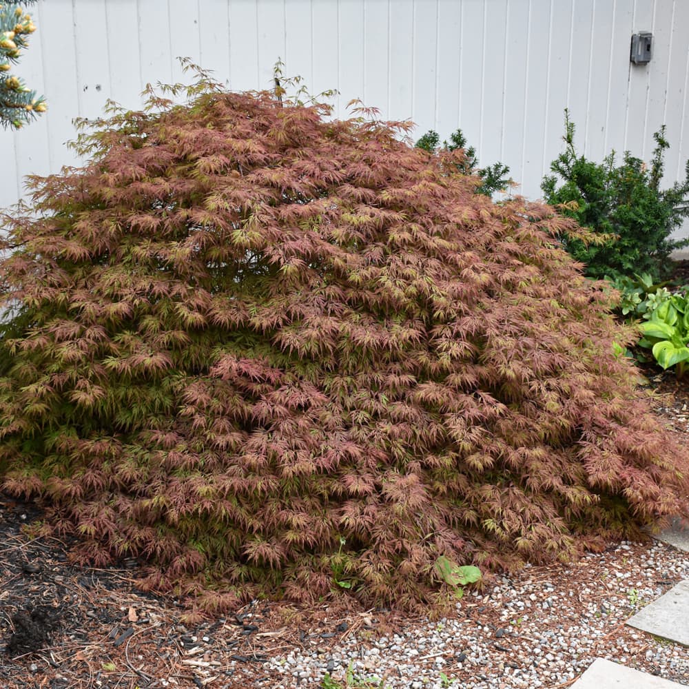 NetPS Plant Finder (www.netpsplantfinder.com)