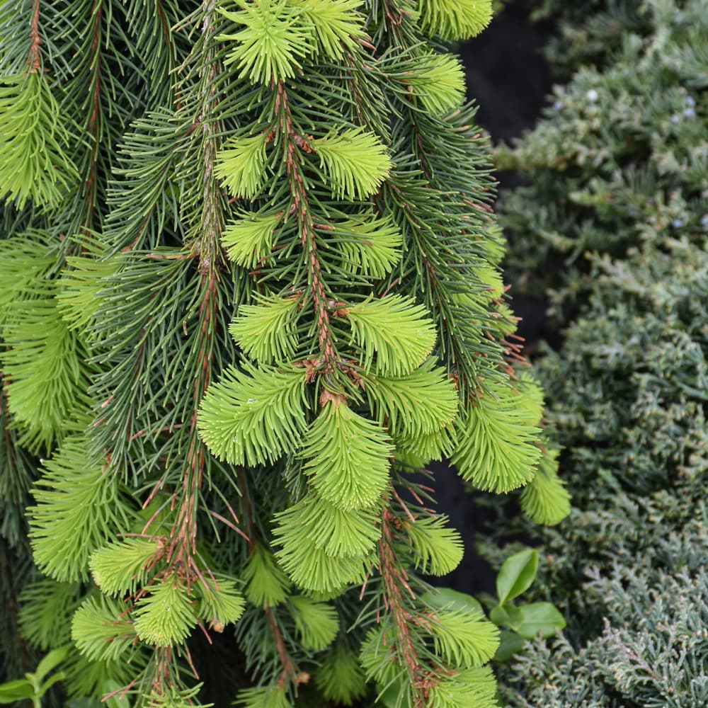 NetPS Plant Finder (www.netpsplantfinder.com)