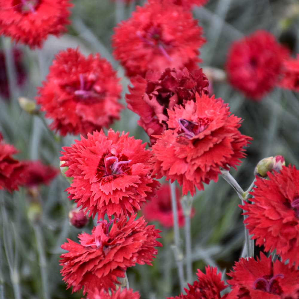 NetPS Plant Finder (www.netpsplantfinder.com)