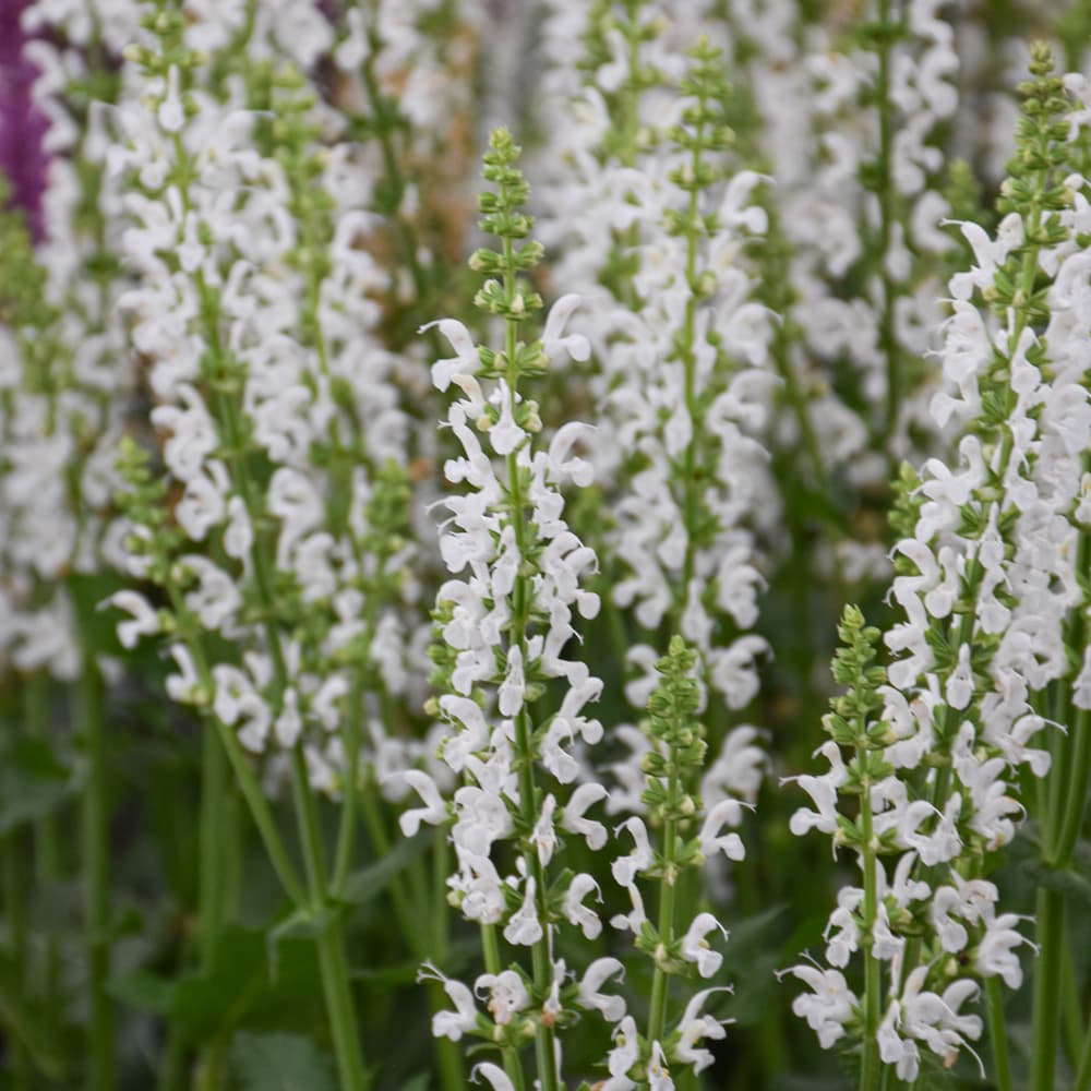 NetPS Plant Finder (www.netpsplantfinder.com)