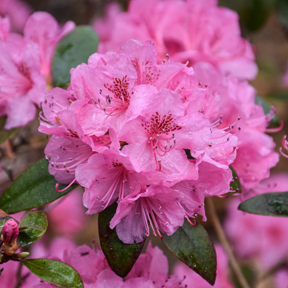 NetPS Plant Finder (www.netpsplantfinder.com)