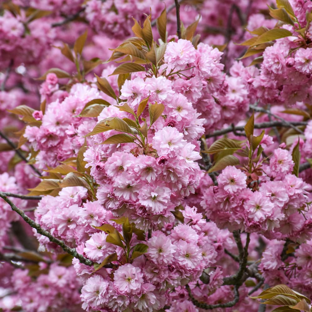 Cherry Kwanzan