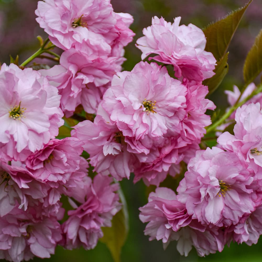 NetPS Plant Finder (www.netpsplantfinder.com)