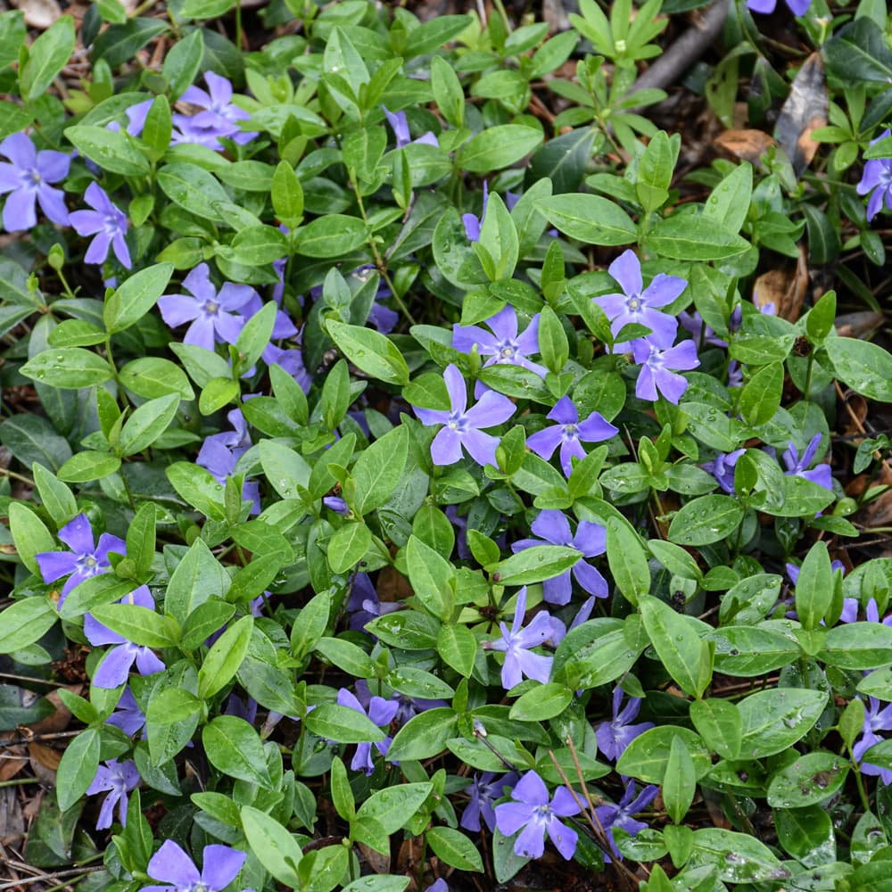 NetPS Plant Finder (www.netpsplantfinder.com)