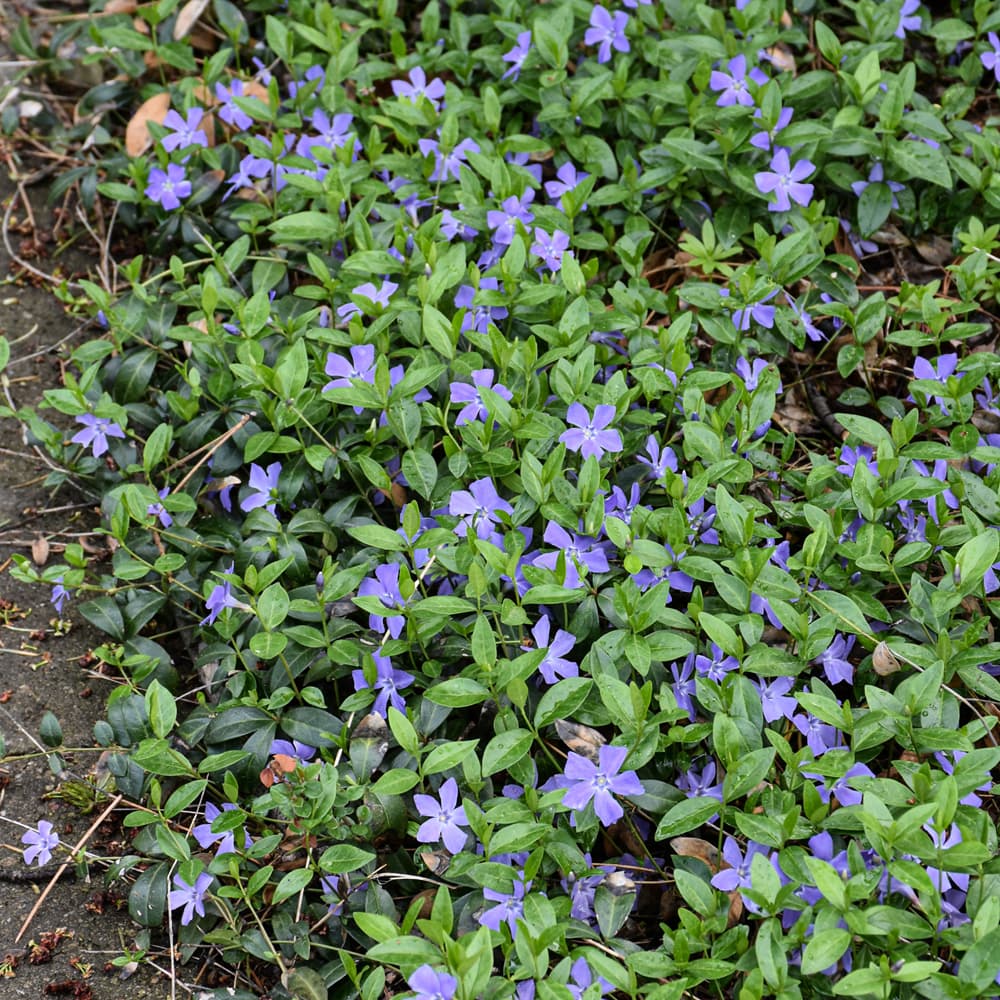 NetPS Plant Finder (www.netpsplantfinder.com)